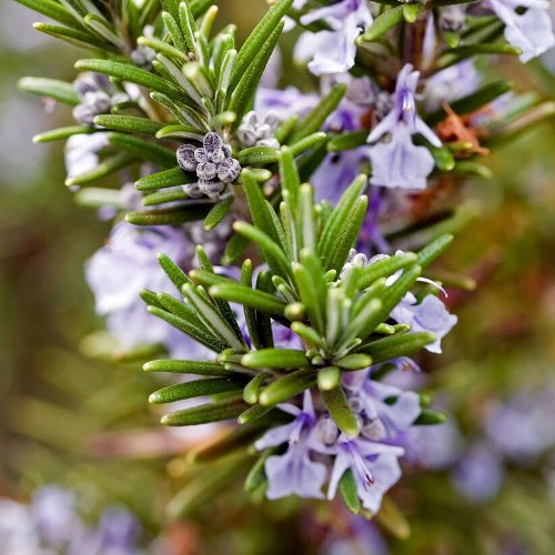 Rosemary Therapeutic Grade Essential Oils 2